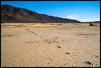 Playa with animal track, Pleasant Valley. Joshua Tree National Park ( color)