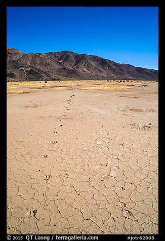 Parallel animal tracks on Pleasant Valley playa. Joshua Tree National Park (color)