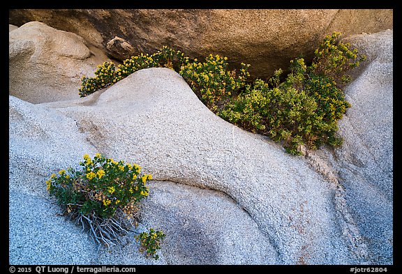 Close-up of flowers growing out of boulders. Joshua Tree National Park (color)