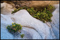 Close-up of flowers growing out of boulders. Joshua Tree National Park ( color)