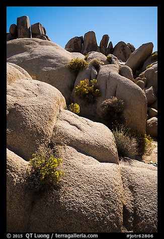 Flowers growing out of boulders near Squaw Tank. Joshua Tree National Park (color)