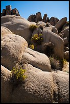 Flowers growing out of boulders near Squaw Tank. Joshua Tree National Park ( color)