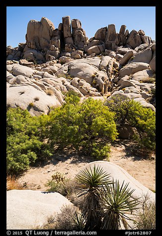 Vegetation in Squaw Tank. Joshua Tree National Park (color)