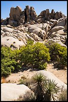 Vegetation in Squaw Tank. Joshua Tree National Park ( color)