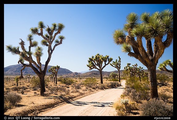 Queen Valley Road. Joshua Tree National Park (color)