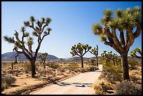 Queen Valley Road. Joshua Tree National Park ( color)