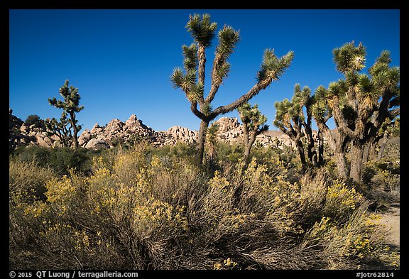 Shrubs, Joshua tree, and rocks near Wall Street Mill. Joshua Tree National Park (color)