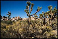 Shrubs, Joshua tree, and rocks near Wall Street Mill. Joshua Tree National Park ( color)