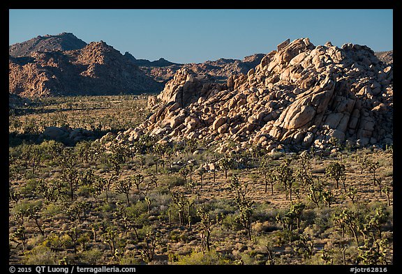 Joshua trees and rock outcrops from above. Joshua Tree National Park (color)