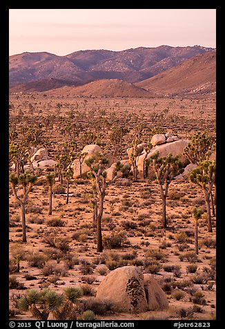 Joshua Trees and San Bernardino Mountains at dawn. Joshua Tree National Park (color)