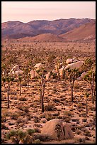 Joshua Trees and San Bernardino Mountains at dawn. Joshua Tree National Park ( color)