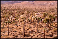 Joshua Trees and boulders from above at dawn. Joshua Tree National Park ( color)