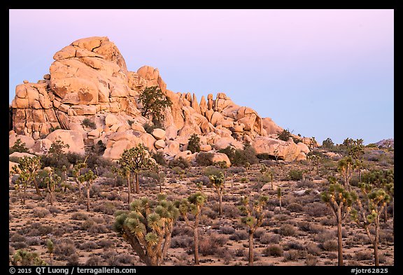 Joshua Trees, boulder outcrop, Belt of Venus. Joshua Tree National Park (color)