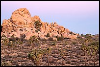 Joshua Trees, boulder outcrop, Belt of Venus. Joshua Tree National Park ( color)