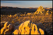 Joshua Trees and rocks at sunrise. Joshua Tree National Park ( color)