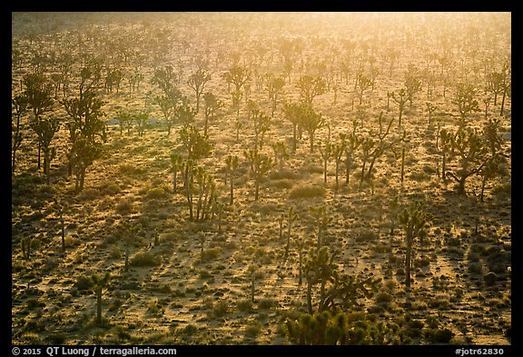 Backlit forest of Joshua Trees. Joshua Tree National Park (color)