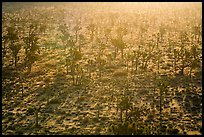 Backlit forest of Joshua Trees. Joshua Tree National Park ( color)