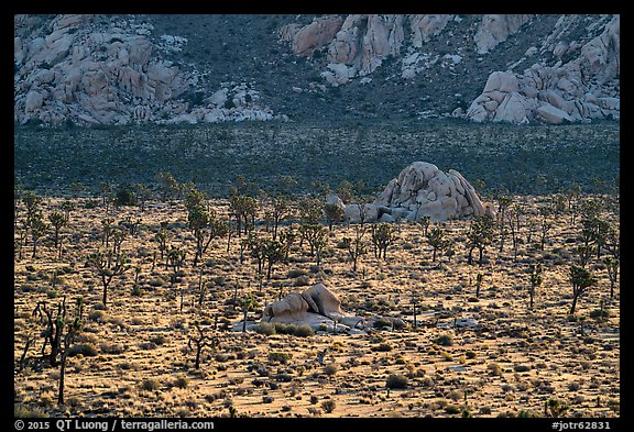 Joshua Trees and cliffs. Joshua Tree National Park (color)