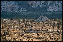 Joshua Trees and cliffs. Joshua Tree National Park ( color)