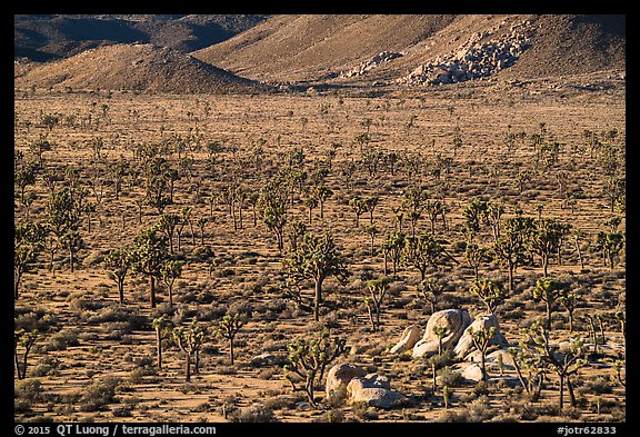 High desert landscape with Joshua Trees and boulders. Joshua Tree National Park (color)