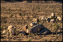 View from above of Joshua Trees and boulders. Joshua Tree National Park ( color)