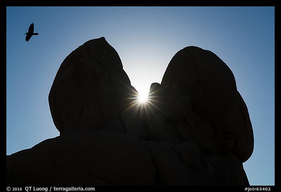 Raven in flight and sun through split rock, dusk. Joshua Tree National Park (color)