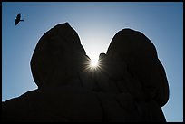 Raven in flight and sun through split rock, dusk. Joshua Tree National Park ( color)