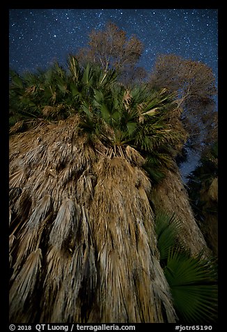 Looking up fan palm trees at night, Cottonwood Spring Oasis. Joshua Tree National Park (color)