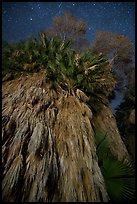 Looking up fan palm trees at night, Cottonwood Spring Oasis. Joshua Tree National Park ( color)