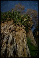 Looking up fan palm trees at night, Cottonwood Spring Oasis. Joshua Tree National Park, California, USA.