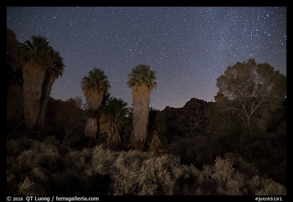 Cottonwood Spring Oasis at night. Joshua Tree National Park (color)