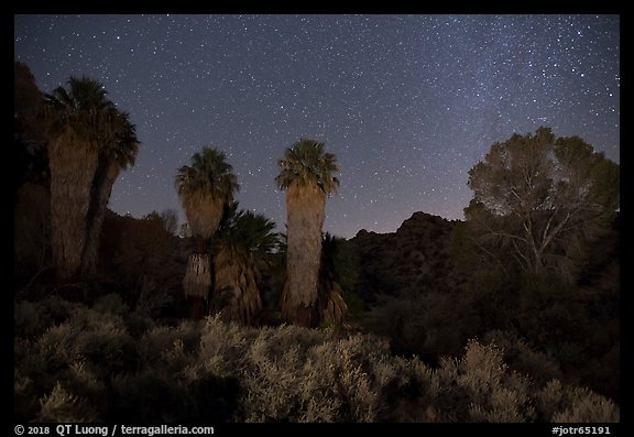 Cottonwood Spring Oasis at night. Joshua Tree National Park, California, USA.