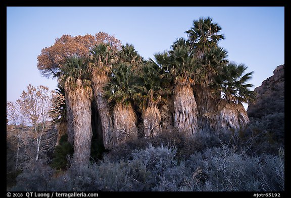 Cottonwood Spring Oasis at dawn. Joshua Tree National Park (color)