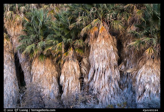 Dead and evergreen leaves on California Fan palm trees. Joshua Tree National Park (color)