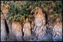 Dead and evergreen leaves on California Fan palm trees. Joshua Tree National Park ( color)