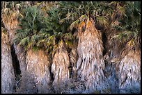 Dead and evergreen leaves on California Fan palm trees. Joshua Tree National Park ( color)