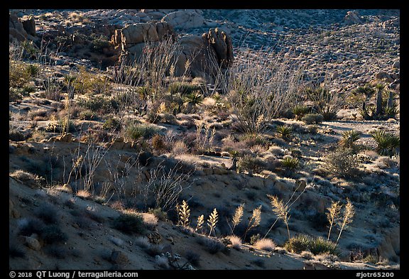 Ridges with desert vegetation. Joshua Tree National Park (color)
