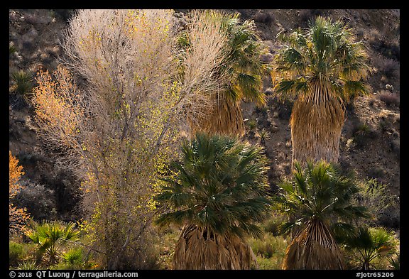 Cottonwood with autumn foliage and fan palm trees, Cottonwood Spring Oasis. Joshua Tree National Park (color)