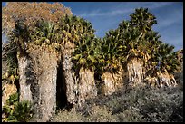 California Fan Palm trees, Cottonwood Spring Oasis. Joshua Tree National Park ( color)