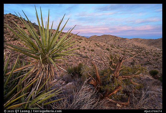Yucca, juniper trunk, and San Bernardino Mountains at sunrise. Joshua Tree National Park (color)
