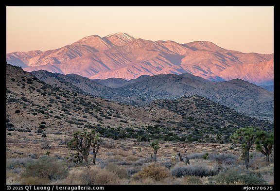 San Gorgonio from Black Rock Canyon, sunrise. Joshua Tree National Park (color)