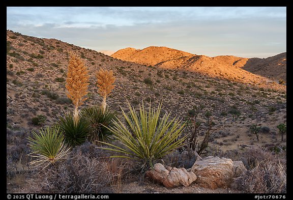 Yuccas above Black Rock Canyon, sunrise. Joshua Tree National Park (color)