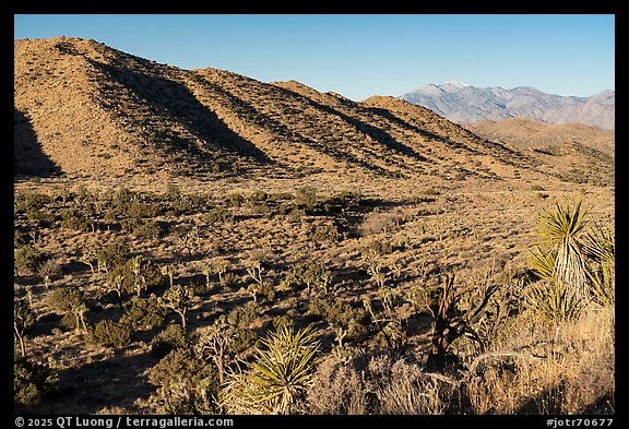 Covington Flats and San Gorgonio range. Joshua Tree National Park (color)