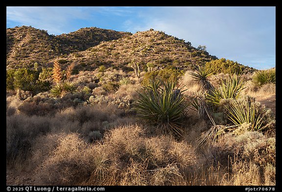 Slope with yuccas, Black Rock Canyon. Joshua Tree National Park (color)