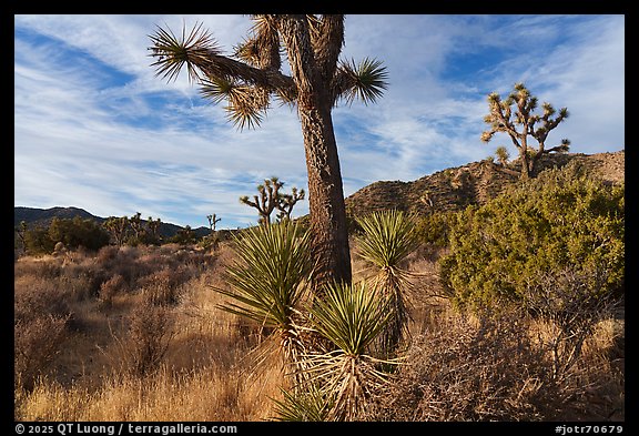 Yuccas and Joshua Trees, Black Rock Canyon. Joshua Tree National Park (color)