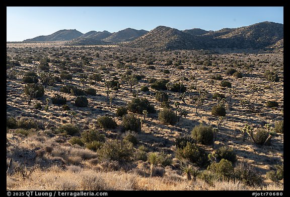Covington Flats. Joshua Tree National Park (color)