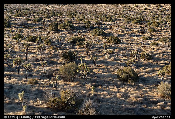 Joshua Trees and Junipers from above. Joshua Tree National Park (color)