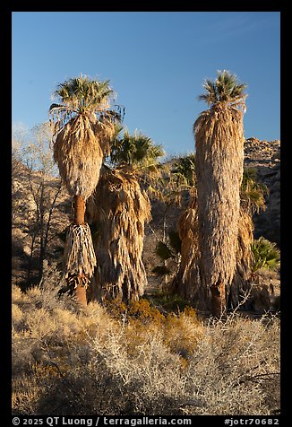 California Palm trees, Cottonwood Spring Oasis, afternoon. Joshua Tree National Park (color)