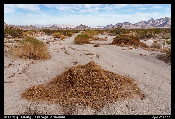California Dodder in desert wash. Joshua Tree National Park (color)