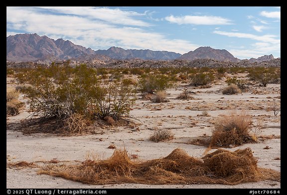 California Dodder and Coxcomb mountains. Joshua Tree National Park (color)
